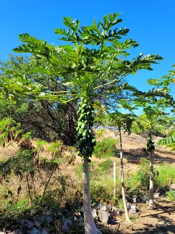 68-1818 Pau Nani Street Waikoloa HI 96738