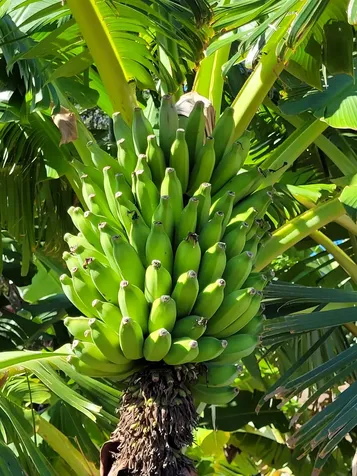 68-1818 Pau Nani Street Waikoloa HI 96738