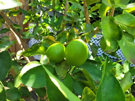 68-1818 Pau Nani Street Waikoloa HI 96738