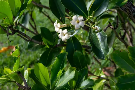 44-2248 Hawaii Belt Road Honokaa HI 96727