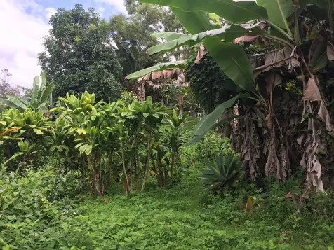 88-2660 Papa Homestead Road Captain Cook HI 96704