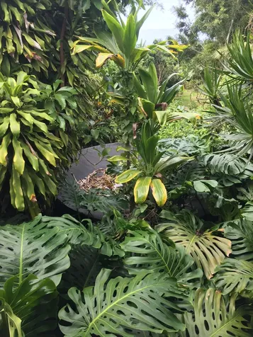 88-2660 Papa Homestead Road Captain Cook HI 96704