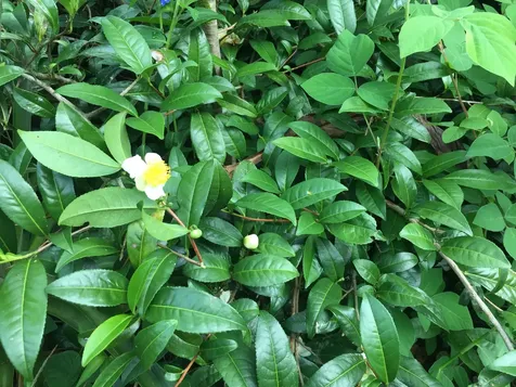 88-2660 Papa Homestead Road Captain Cook HI 96704