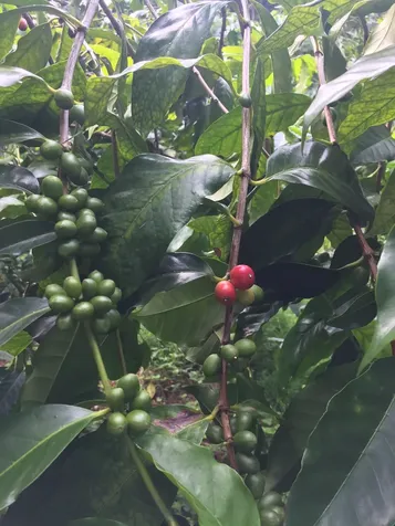 88-2660 Papa Homestead Road Captain Cook HI 96704