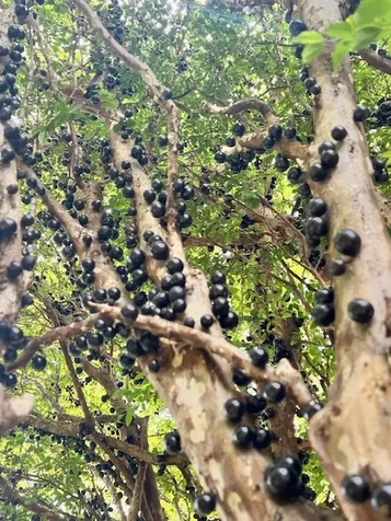 28 S Wiliwili Street Hilo HI 96720