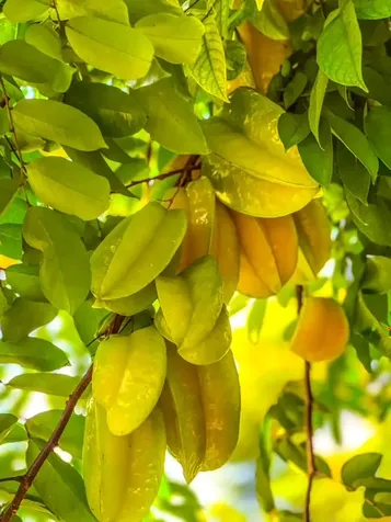 28 S Wiliwili Street Hilo HI 96720