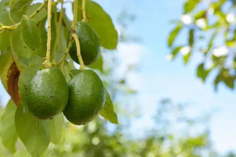 36-1037 Stevens Road Hilo HI 96774