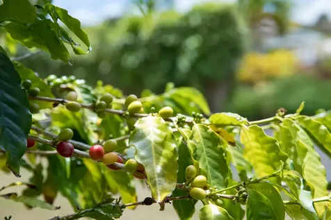 36-1037 Stevens Road Hilo HI 96774