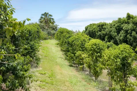 36-1037 Stevens Road Hilo HI 96774