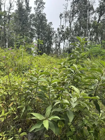 12-4322 Puna Street Pahoa HI 96778