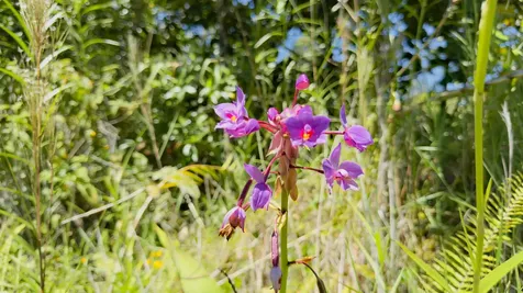 16TH Avenue Keaau HI 96749