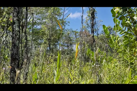 16TH Avenue Keaau HI 96749