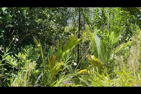 16TH Avenue Keaau HI 96749