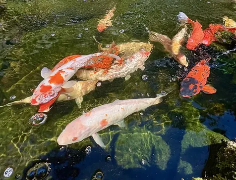 19-4218 Kawailehua Road Volcano HI 96785