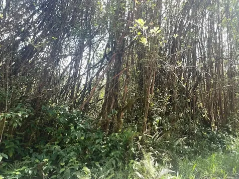 17-3352 Maunalani Tract Road Mountain View HI 96771