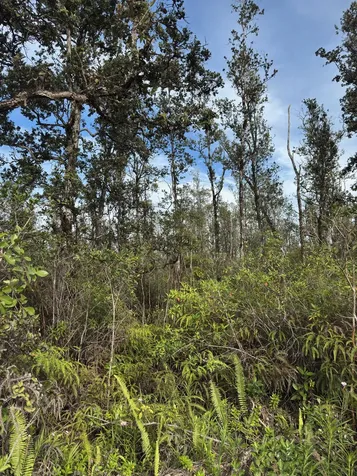 40TH Avenue Kurtistown HI 96760