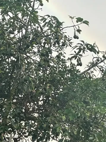 Mountain View HI 96771