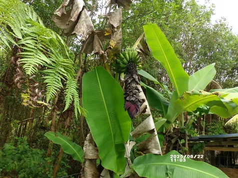 Mountain View HI 96771