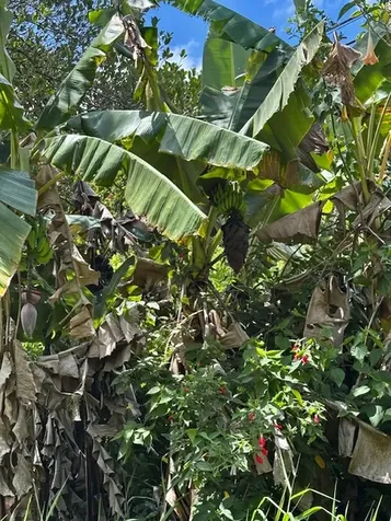 16-2122 Bamboo Drive Pahoa HI 96778