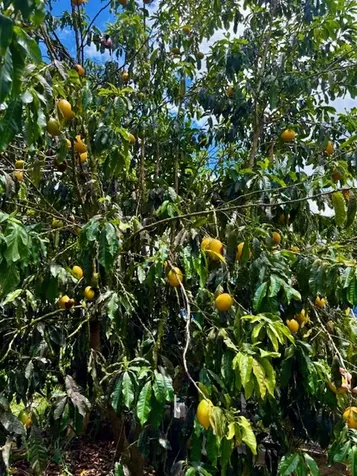 16-2122 Bamboo Drive Pahoa HI 96778