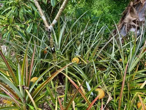 16-2122 Bamboo Drive Pahoa HI 96778