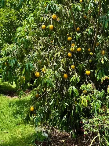 16-2122 Bamboo Drive Pahoa HI 96778