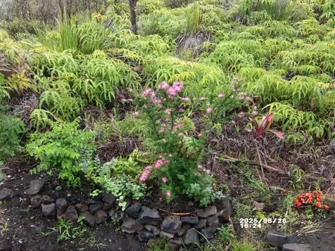 11-3048 Ala Naulani Road Volcano HI 96785