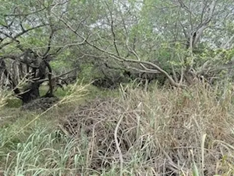 Mark Twain Street Naalehu HI 96772