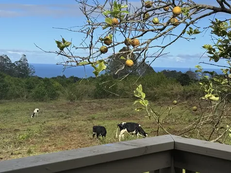 28-646 Kaupakuea Homestead Road Pepeekeo HI 96783