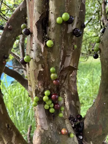 28-646 Kaupakuea Homestead Road Pepeekeo HI 96783