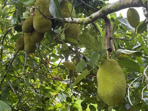 28-646 Kaupakuea Homestead Road Pepeekeo HI 96783