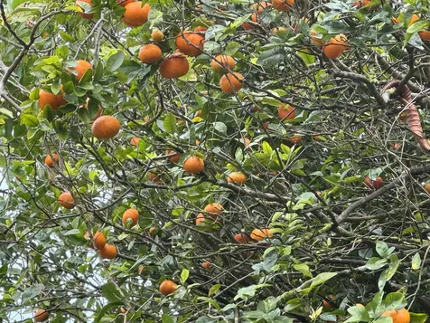 28-646 Kaupakuea Homestead Road Pepeekeo HI 96783