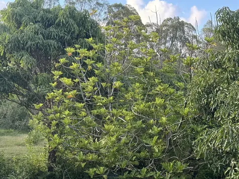 28-646 Kaupakuea Homestead Road Pepeekeo HI 96783