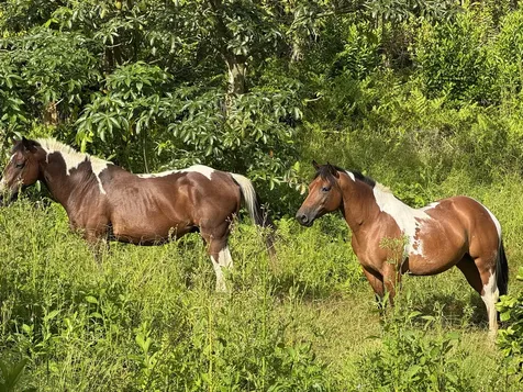 28-646 Kaupakuea Homestead Road Pepeekeo HI 96783