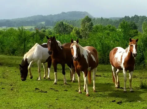 28-646 Kaupakuea Homestead Road Pepeekeo HI 96783