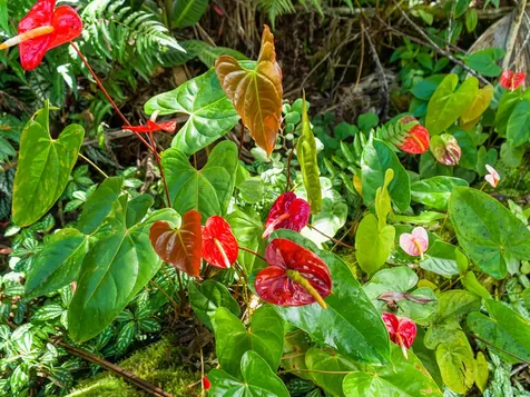 1 9th Road Volcano HI 96785