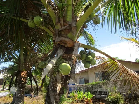 390 Mohouli Street Hilo HI 96720