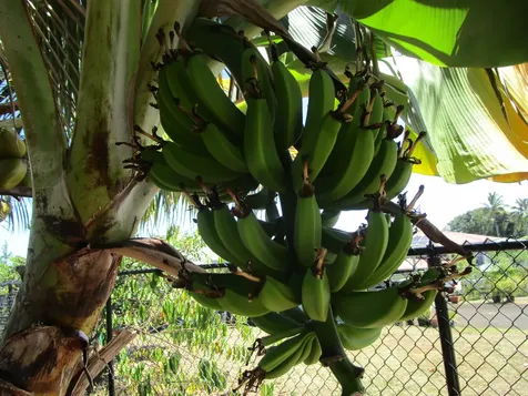 390 Mohouli Street Hilo HI 96720