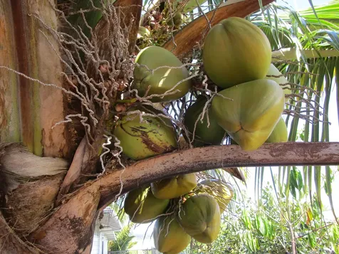 390 Mohouli Street Hilo HI 96720