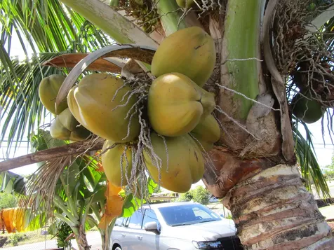 390 Mohouli Street Hilo HI 96720