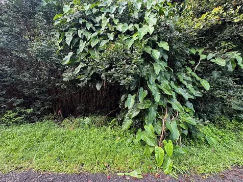 3RD Avenue Keaau HI 96749