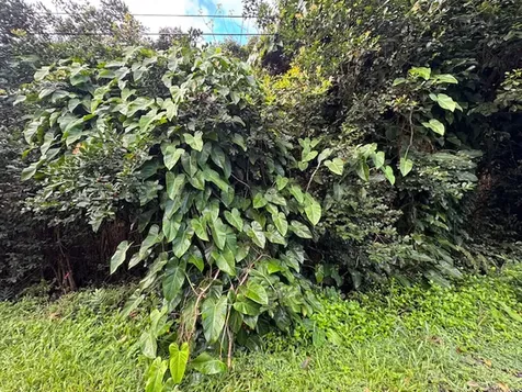 3RD Avenue Keaau HI 96749