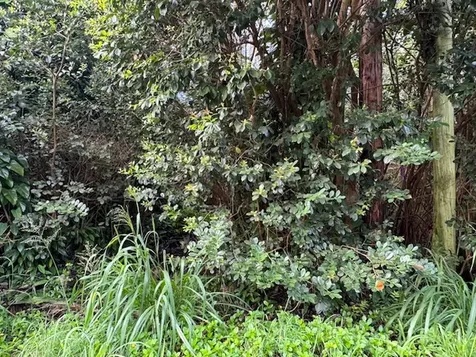 3RD Avenue Keaau HI 96749