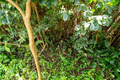 3RD Avenue Keaau HI 96749