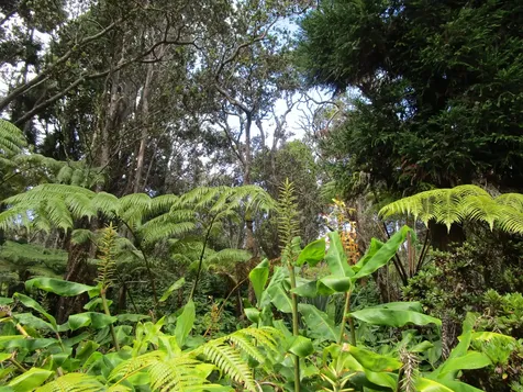 1 Alanui Iiwi Volcano HI 96785