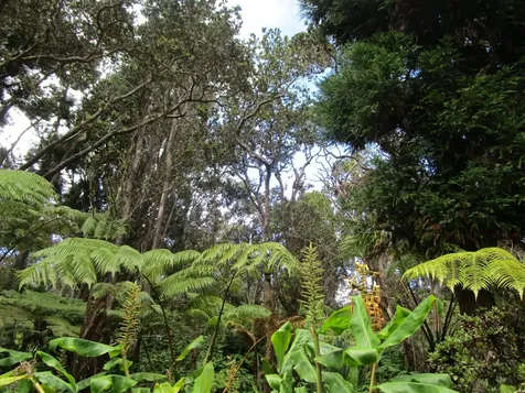 1 Alanui Iiwi Volcano HI 96785