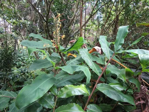 1 Alanui Iiwi Volcano HI 96785