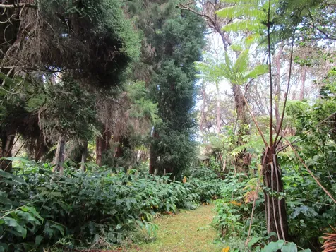 1 Alanui Iiwi Volcano HI 96785