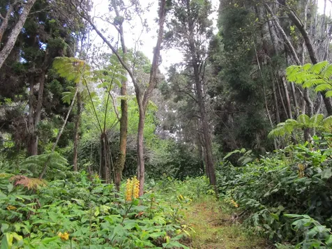 1 Alanui Iiwi Volcano HI 96785