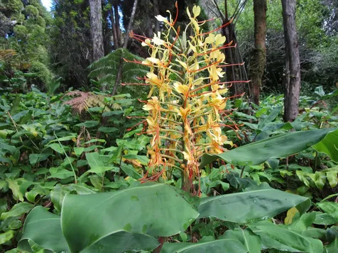 1 Alanui Iiwi Volcano HI 96785